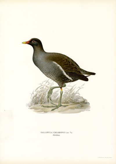 Gallineta común (litografía en color) de Magnus Ferdinand and Wilhelm von Wright
