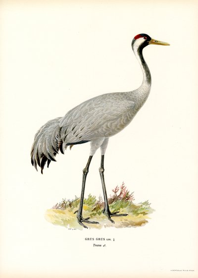 Grúa (litografía en color) de Magnus Ferdinand and Wilhelm von Wright