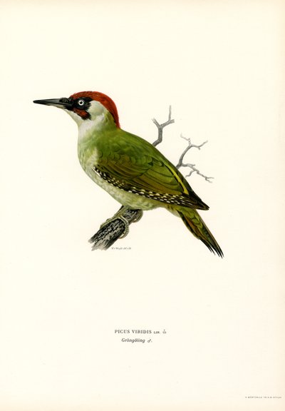 Pájaro carpintero verde (litografía en color) de Magnus Ferdinand and Wilhelm von Wright