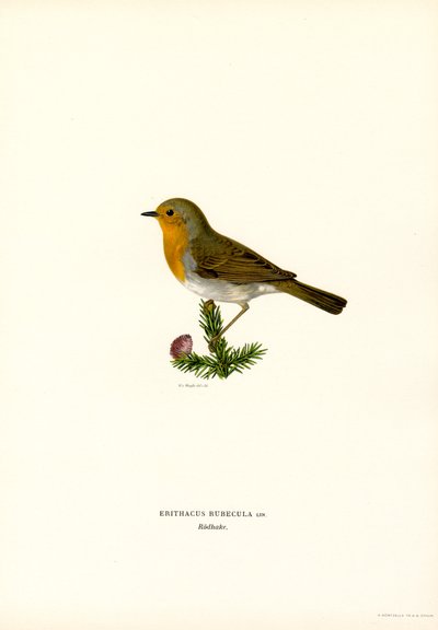 Robin (litografía en color) de Magnus Ferdinand and Wilhelm von Wright