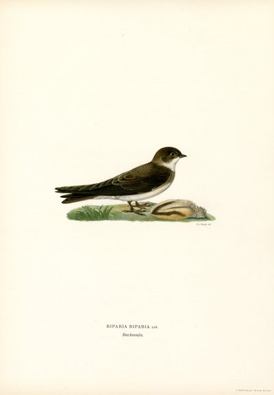 Sand Martin (litografía en color) de Magnus Ferdinand and Wilhelm von Wright