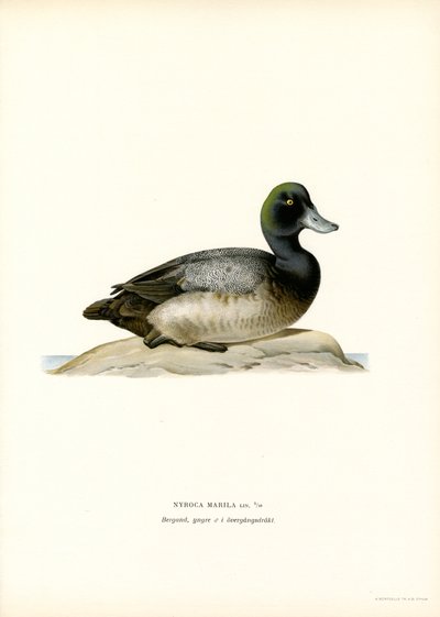 Pato americano (litografía en color) de Magnus Ferdinand and Wilhelm von Wright