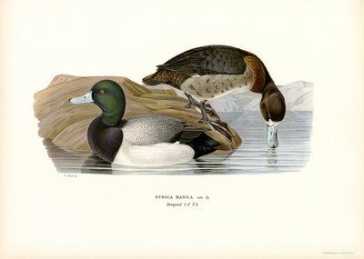 Pato americano (litografía en color) de Magnus Ferdinand and Wilhelm von Wright