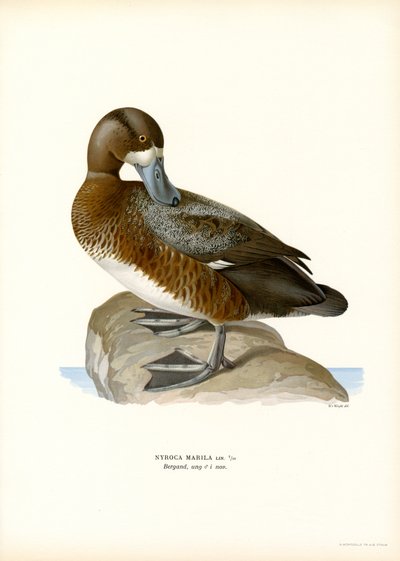 Pato americano (litografía en color) de Magnus Ferdinand and Wilhelm von Wright