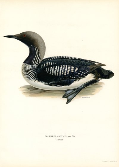 Loon Ártico (litografía en color) de Magnus Ferdinand and Wilhelm von Wright