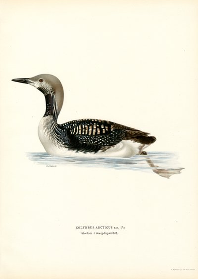 Loon Ártico (litografía en color) de Magnus Ferdinand and Wilhelm von Wright