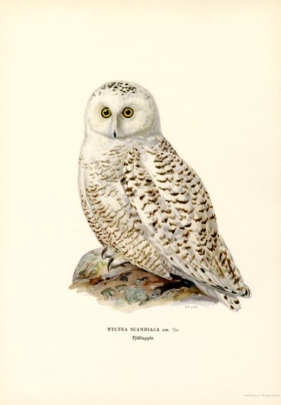 Búho Ártico (litografía en color) de Magnus Ferdinand and Wilhelm von Wright