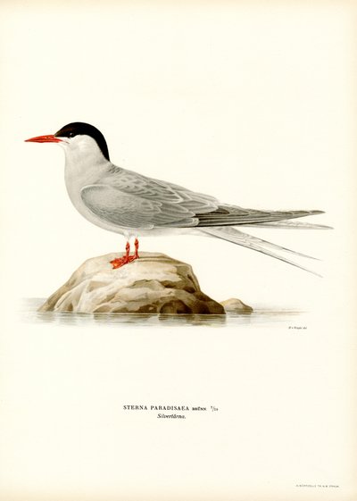 Gaviotín ártico (litografía en color) de Magnus Ferdinand and Wilhelm von Wright