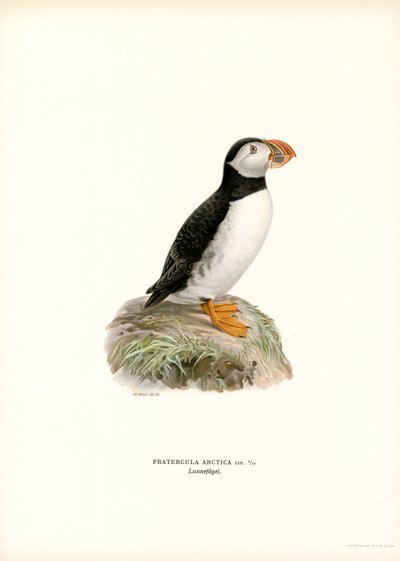 Frailecillo del Atlántico (litografía en color) de Magnus Ferdinand and Wilhelm von Wright