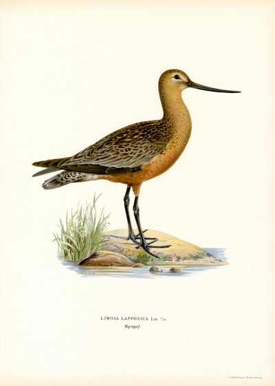 Aguja colipinta (litografía en color) de Magnus Ferdinand and Wilhelm von Wright