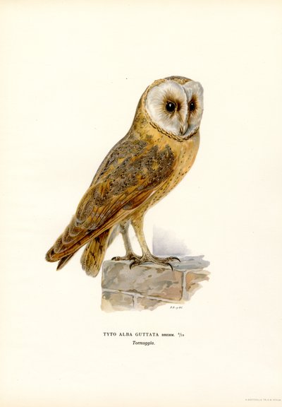 Lechuza común (litografía en color) de Magnus Ferdinand and Wilhelm von Wright