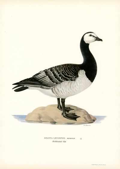 Barnacle Goose (litografía en color) de Magnus Ferdinand and Wilhelm von Wright