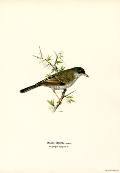 Curruca de barrera (litografía en color) de Magnus Ferdinand and Wilhelm von Wright