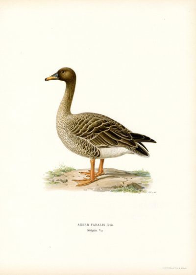 Ganso de las habas (litografía en color) de Magnus Ferdinand and Wilhelm von Wright