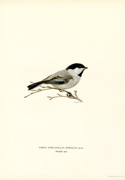 Grillo de cabeza negra (litografía en color) de Magnus Ferdinand and Wilhelm von Wright