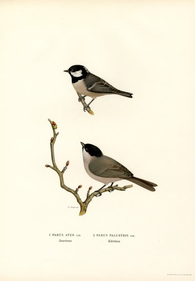 Herrerillo común (litografía en color) de Magnus Ferdinand and Wilhelm von Wright