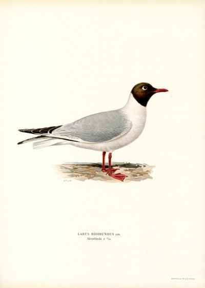 Gaviota cabecinegra (litografía en color) de Magnus Ferdinand and Wilhelm von Wright