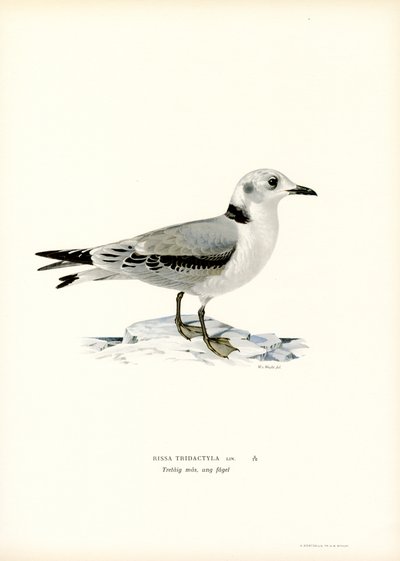 Gaviota negra (litografía en color) de Magnus Ferdinand and Wilhelm von Wright