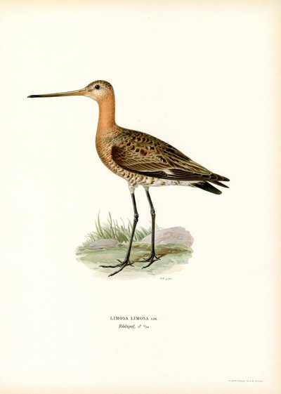 Aguja colinegra (litografía en color) de Magnus Ferdinand and Wilhelm von Wright