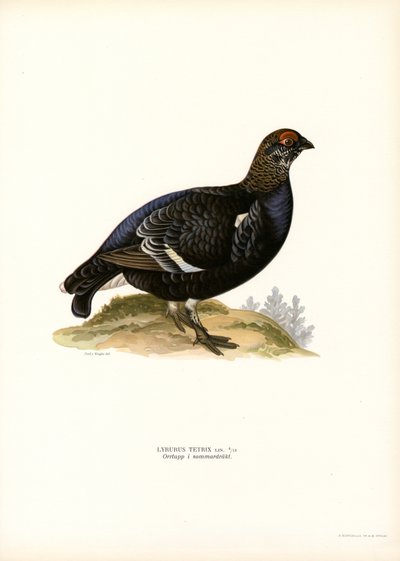 Urogallo negro (litografía en color) de Magnus Ferdinand and Wilhelm von Wright
