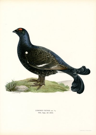 Urogallo negro (litografía en color) de Magnus Ferdinand and Wilhelm von Wright