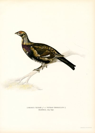Urogallo negro x Urogallo occidental (litografía en color) de Magnus Ferdinand and Wilhelm von Wright