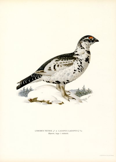 Urogallo negro x perdiz nórdica (litografía en color) de Magnus Ferdinand and Wilhelm von Wright