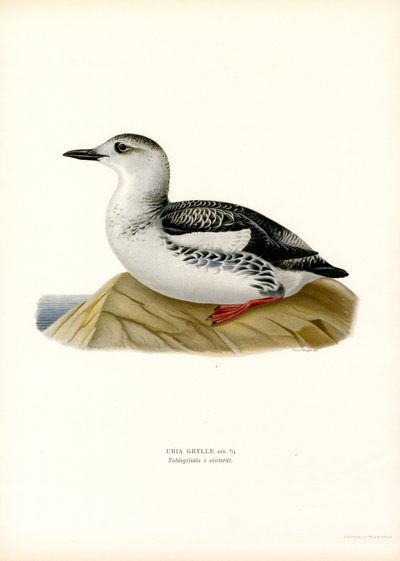 Guillemot negro (litografía en color) de Magnus Ferdinand and Wilhelm von Wright