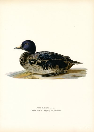Negrón (litografía en color) de Magnus Ferdinand and Wilhelm von Wright