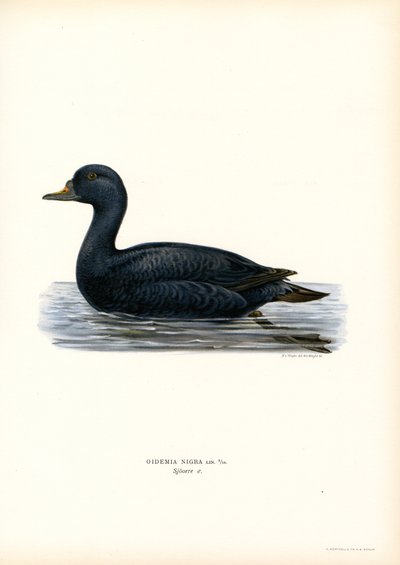 Negrón (litografía en color) de Magnus Ferdinand and Wilhelm von Wright