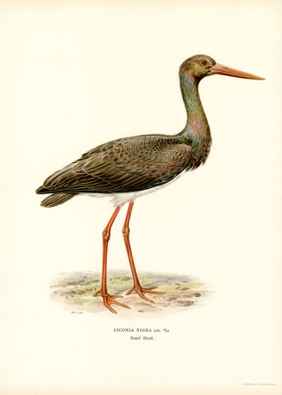 Cigüeña negra (litografía en color) de Magnus Ferdinand and Wilhelm von Wright