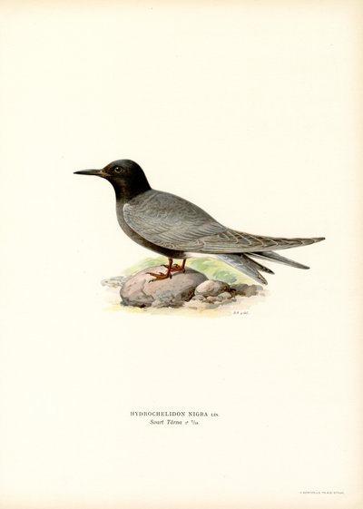 Charrán negro (litografía en color) de Magnus Ferdinand and Wilhelm von Wright