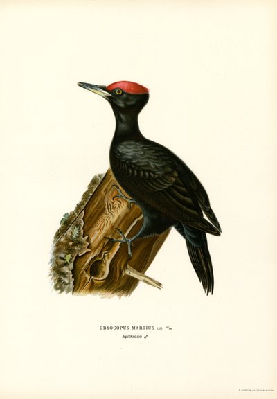 Pico negro (litografía en color) de Magnus Ferdinand and Wilhelm von Wright