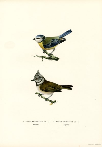 Teta azul (litografía en color) de Magnus Ferdinand and Wilhelm von Wright