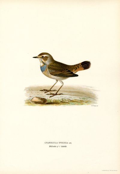 Pechiazul (litografía en color) de Magnus Ferdinand and Wilhelm von Wright