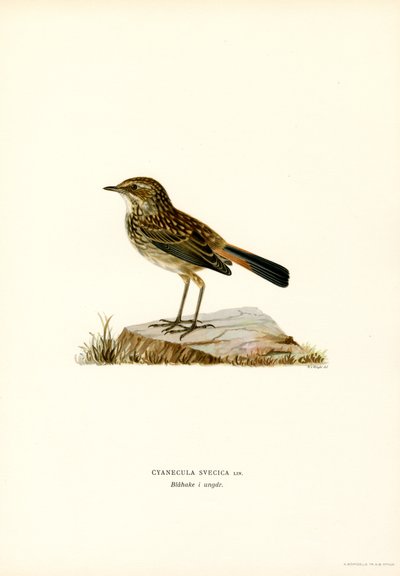 Pechiazul (litografía en color) de Magnus Ferdinand and Wilhelm von Wright