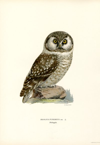 Búho boreal (litografía en color) de Magnus Ferdinand and Wilhelm von Wright