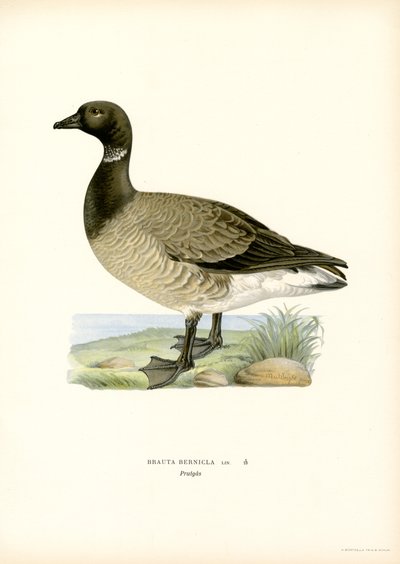 Ganso de Brant (litografía en color) de Magnus Ferdinand and Wilhelm von Wright