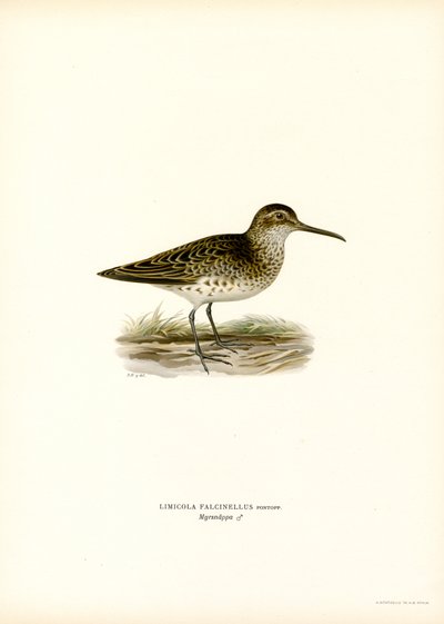Correlimos de pico ancho (litografía en color) de Magnus Ferdinand and Wilhelm von Wright