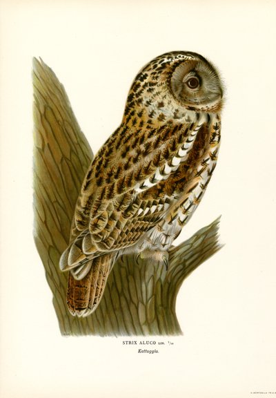 Búho marrón (litografía en color) de Magnus Ferdinand and Wilhelm von Wright