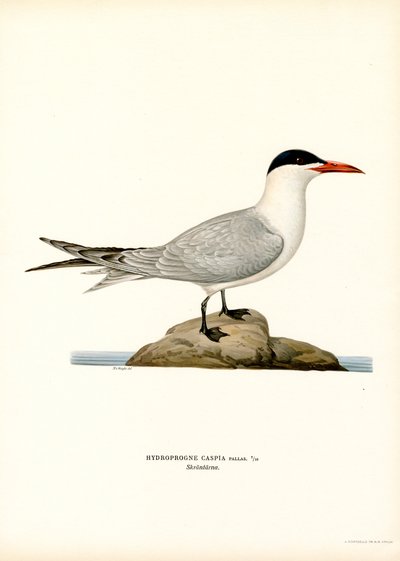 Charrán caspio (litografía en color) de Magnus Ferdinand and Wilhelm von Wright