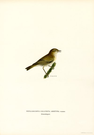 Chiffchaff (litografía en color) de Magnus Ferdinand and Wilhelm von Wright