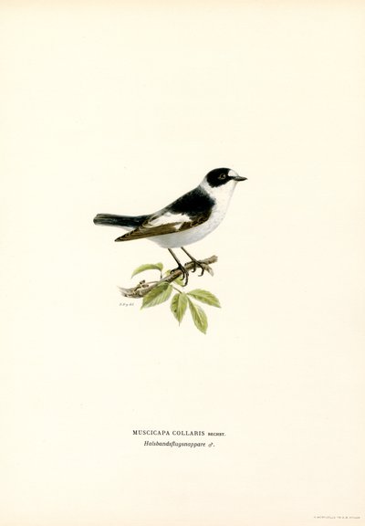 Papamoscas de collar (litografía en color) de Magnus Ferdinand and Wilhelm von Wright
