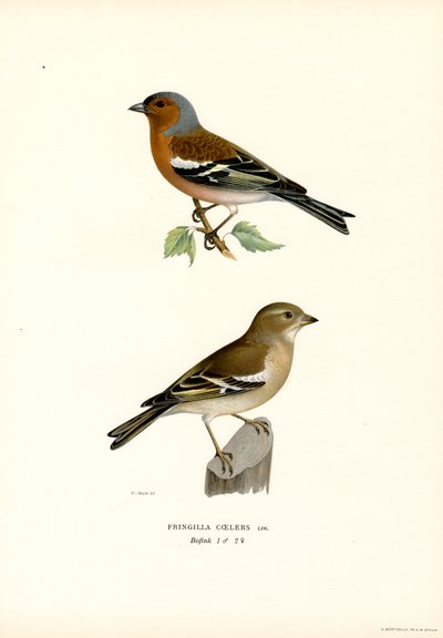 Pinzón común (litografía en color) de Magnus Ferdinand and Wilhelm von Wright