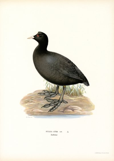 Focha común (litografía en color) de Magnus Ferdinand and Wilhelm von Wright