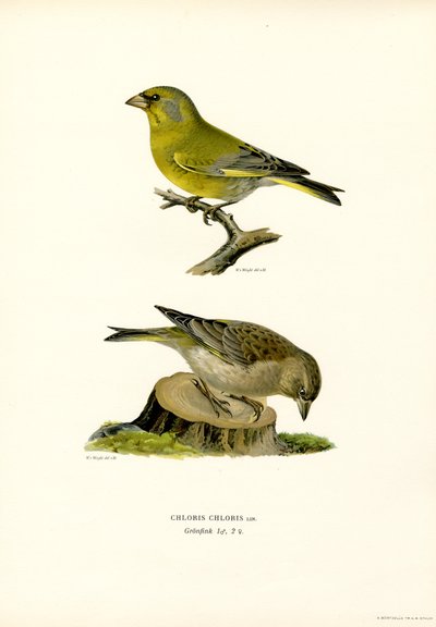 Verderón común (litografía en color) de Magnus Ferdinand and Wilhelm von Wright