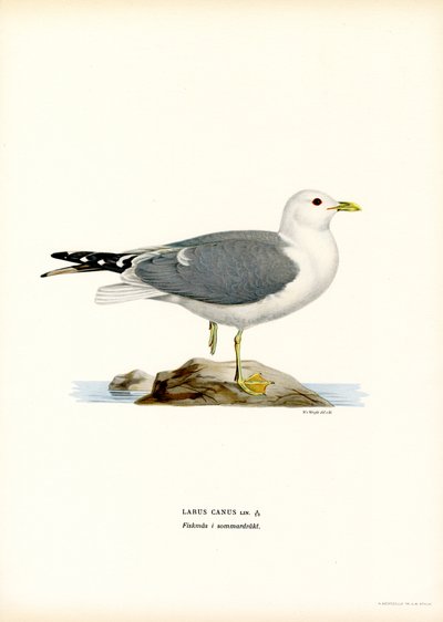 Gaviota común (litografía en color) de Magnus Ferdinand and Wilhelm von Wright