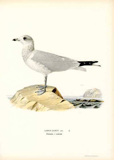Gaviota común (litografía en color) de Magnus Ferdinand and Wilhelm von Wright