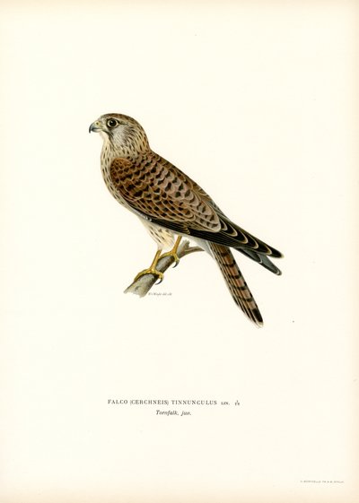 Cernícalo común (litografía en color) de Magnus Ferdinand and Wilhelm von Wright