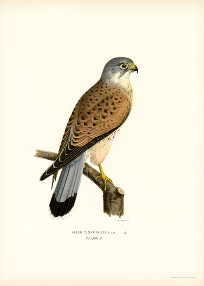 Cernícalo común (litografía en color) de Magnus Ferdinand and Wilhelm von Wright